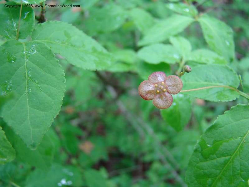 Slovenia. 3 km S of Kozina. 17 May 08. 174.jpg