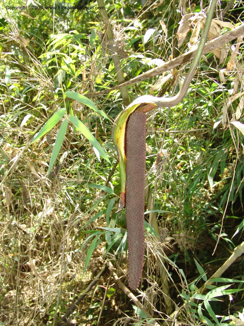 Anthurium--Croat93240.  Quito to Sto. Domingo. 12 Aug 04.  049.jpg