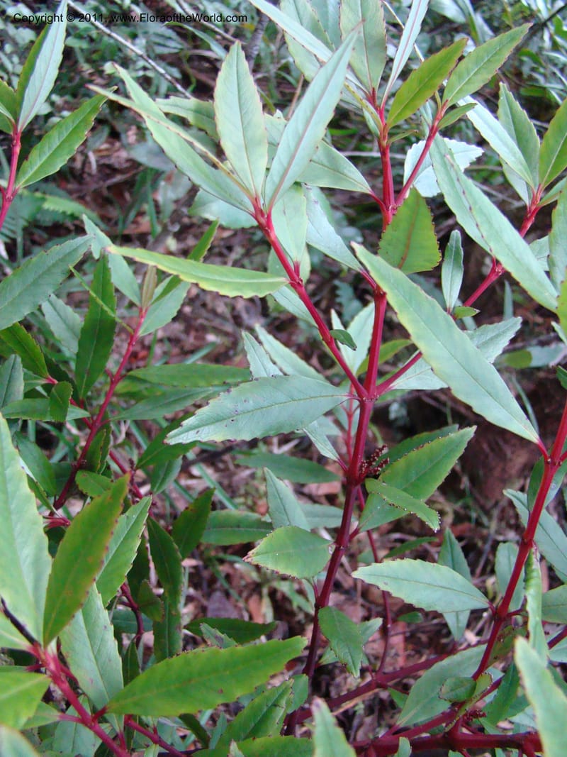 Ascarina rubricaulis,  Munzinger, J 4846--New Caledonia, Dogny, 19 Nov 2007, 050 (4).jpg