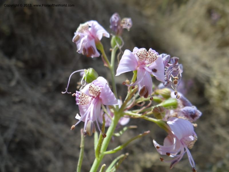 Alstroemeria, WDS 34051--Chile. Pichilemu. 13 Feb 2013. DSC00590 (149).JPG