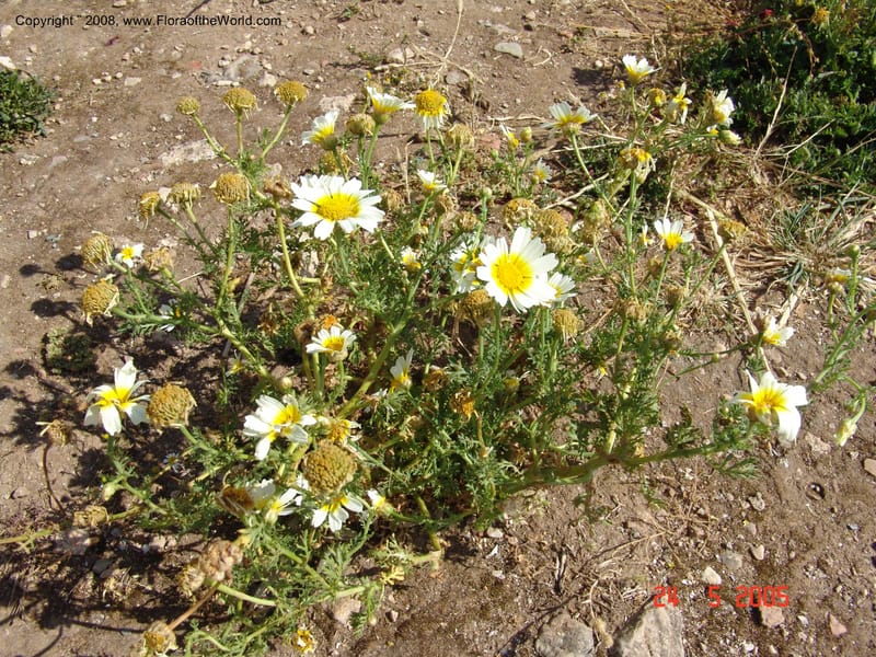 Glebionis (Chrysanthemum) coronaria v. discolor--Crete. Ep. Apokoronos. Aptera. 23 May 05. 035.jpg