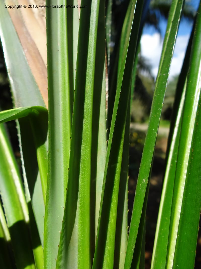 Pandanus discostigma, Callmander 1034--Malaysia. Sabah. Tahan Niaga Plantation. 8 Apr 2012. DSC07609 (66).JPG