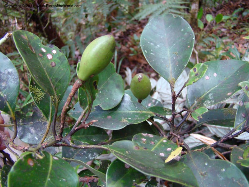 Endiandra,  Munzinger, J 4848--New Caledonia,  Dogny, 19 Nov 2007,  114 (5).jpg