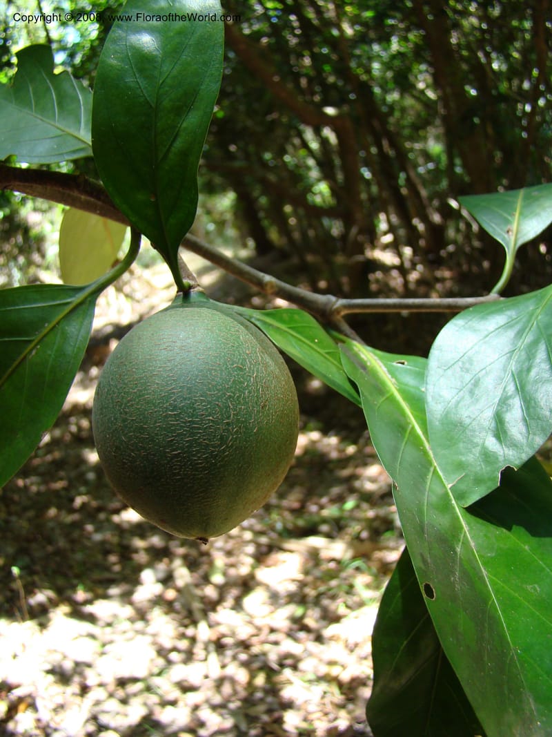 Atractocarpus, JMunzinger4756--New Caledonia. Les Trois Creeks. 13 Nov 07. 048.jpg