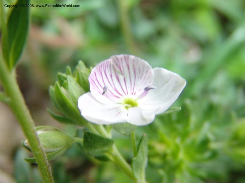 Veronica chamaedrys--Georgia. Kazbeki . Trail-road to Sameba Church. 2 Jun 05. 122.jpg