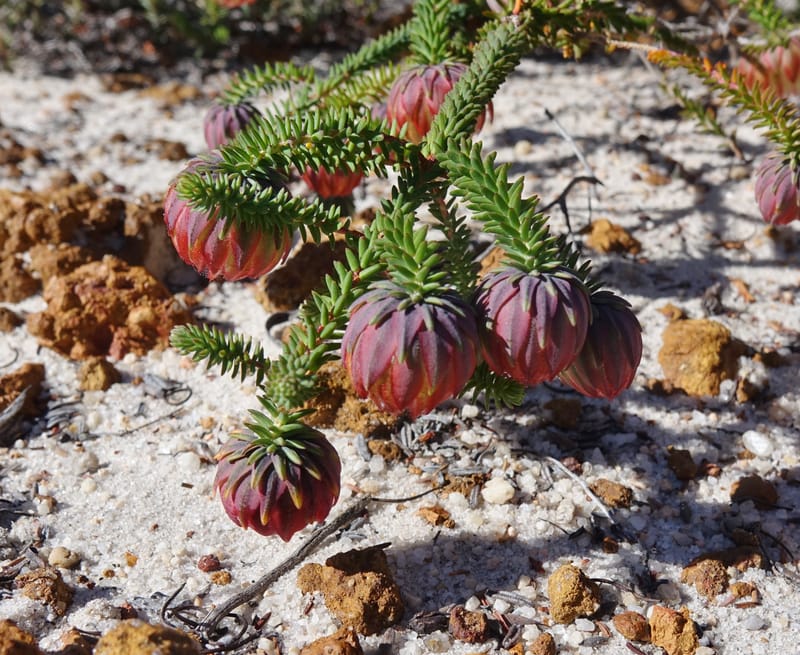 Darwinia polychroma, Davidson, C 13416--Australia. W.A. Past Coorow Rd. 23 Oct 2016. DSC04729 (29).JPG