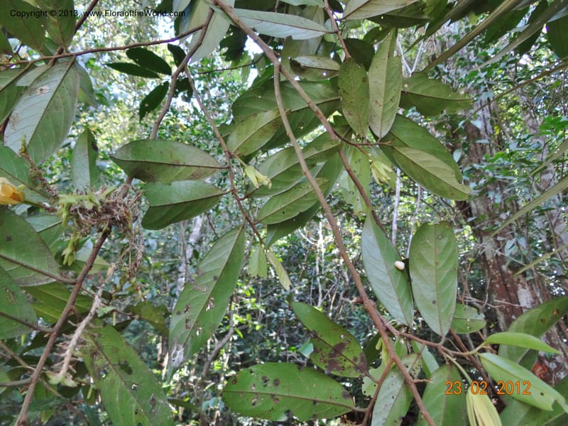 Xylopia sp. unk., Espinosa-Jimenez, J. A 1180--Mexico, Chiapas,Biosfera  El Ocote  23 Feb 2012  3937 (6).JPG