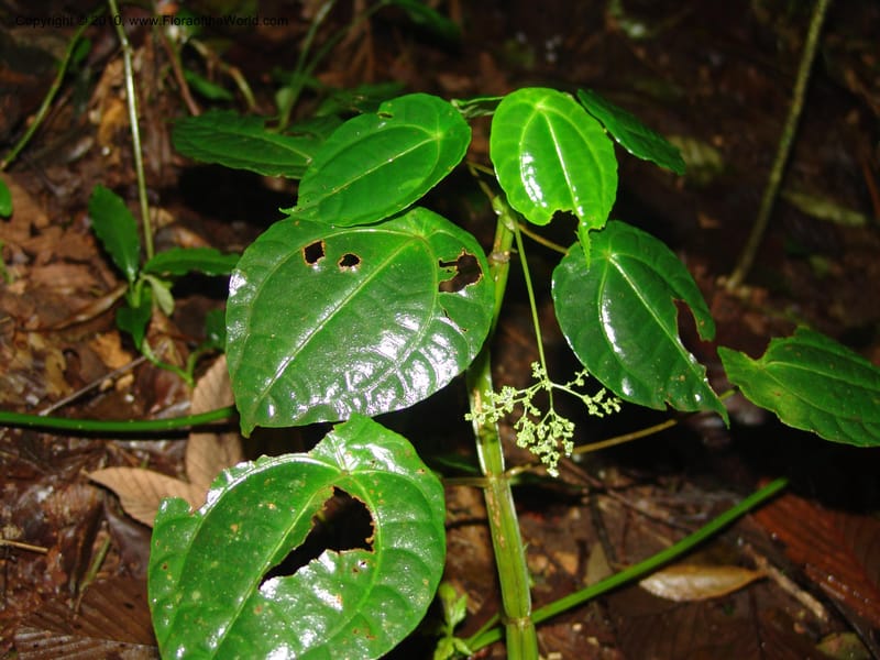 Pilea selbyanorum, Croat 96218--Ecuador. Centro Cientifico Rio Palenque. 22 Mar 06. 031.jpg