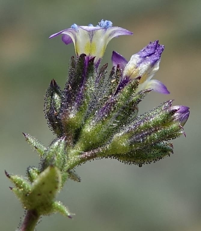 Gilia brecciarum, C. Davidson 13565--ID. Blaine Co. Rock Creek Preserve. TNC. 14 May 2017. DSC00477 (102).JPG