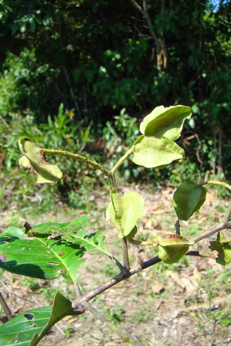 Combretum, Vasquez 34751--Peru. Loreto. Dist. Nauta. Miraflores, Rio Tigre. 9 Nov 08. 245.jpg