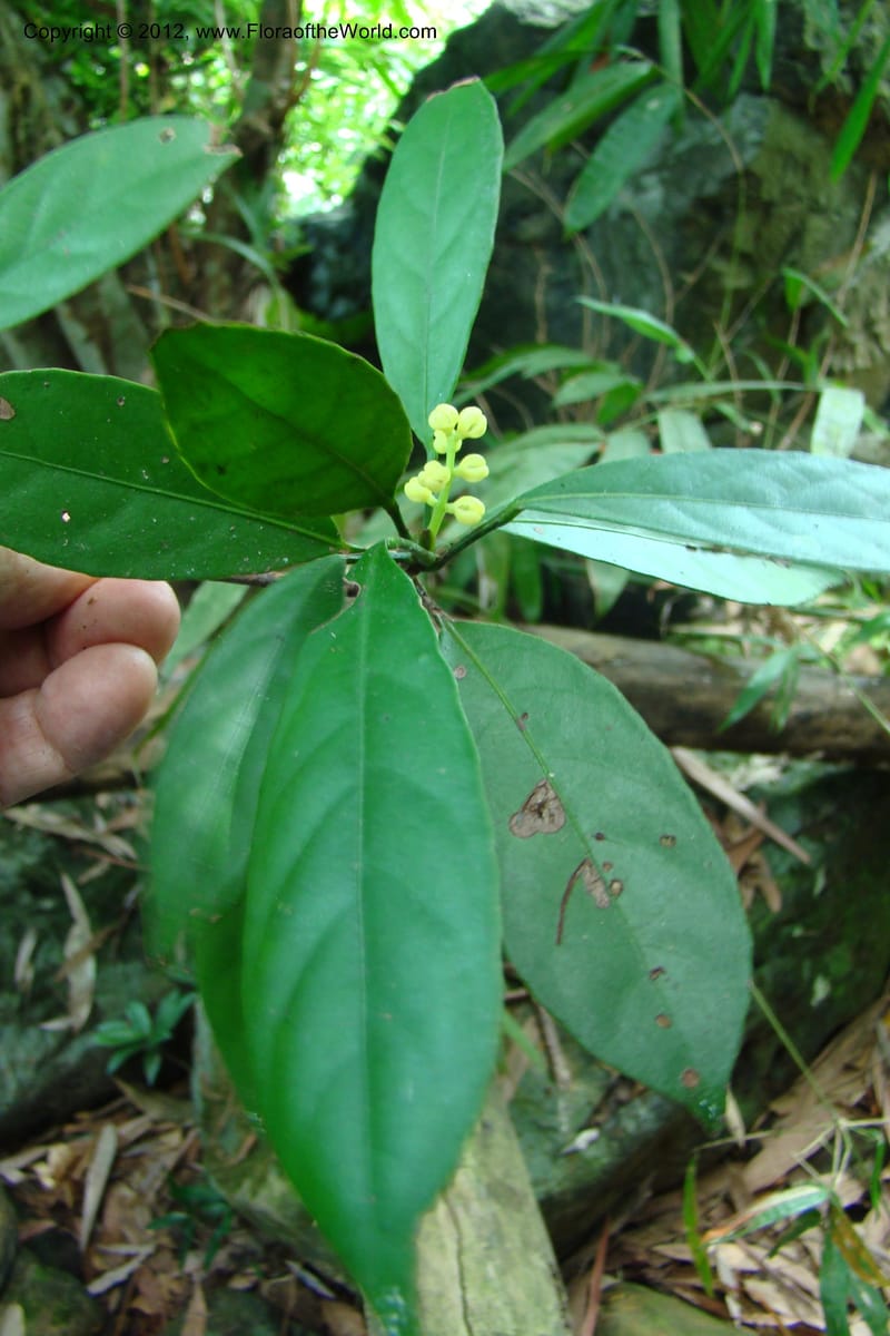 Chionanthus, Regalado 1707--Viet Nam. Thua Thien Hue Prov. Nam Dong Distr. Thuang.12 Apr 09. 160 (6).jpg