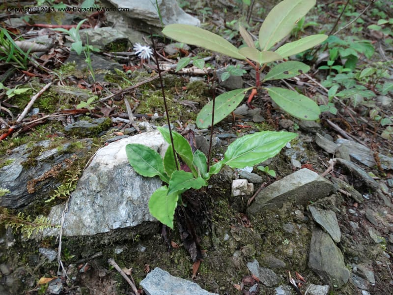 Ainsliaea, Boufford, D 43726--China. Sichuan. YangLiuPing to LongDianZi. 14 May 2014. DSC06764 (8).JPG