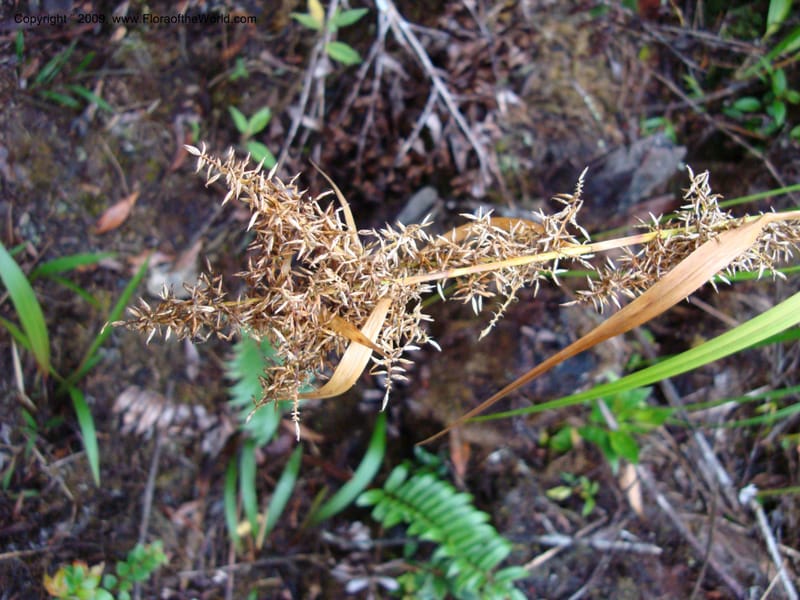 Rhynchospora, D. Neill 16004--,Ecuador.Prov.ZamoraC.ResTapichalacaQueb.Onda 25 Sep 2007 146.jpg