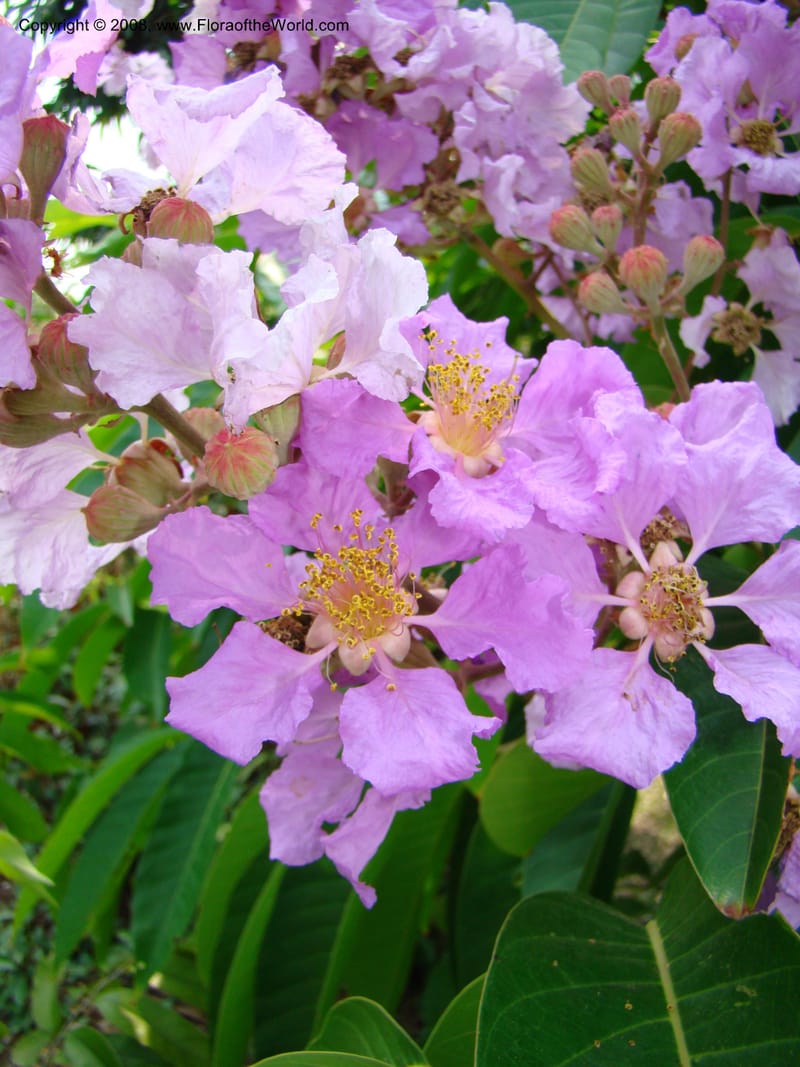 Lagerstroemia--Thailand. Queen Sirikit Arboretum, ca Khon Kaen. 11 Mch 08. 129.jpg