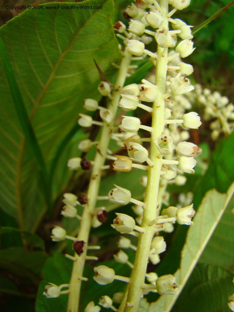 Clethra mexicana, RAguilar11192--Costa Rica. Puntar. Osa. Los Mogos. 17 Apr 08. 453.jpg