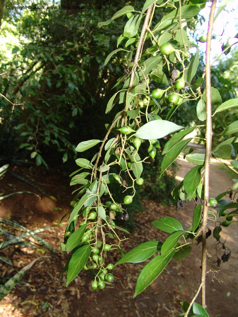Cordia caffra, Z.Rogers916--Madag. Prov. Toliara. Barenty Private Res. 21 Jan 06. 122.jpg