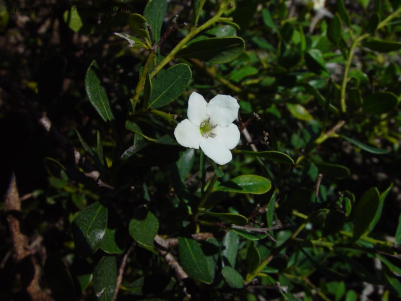 Bourreria cassinifolia. 90434 A--FL. Fairchild Tropical Gard. 16 Jan 03. 008.jpg
