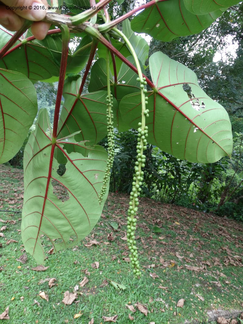 Octomeles sumatrana, Davidson, C 12682--Sabah. Danum Valley. 4 Oct 2014. DSC01741 (348).JPG