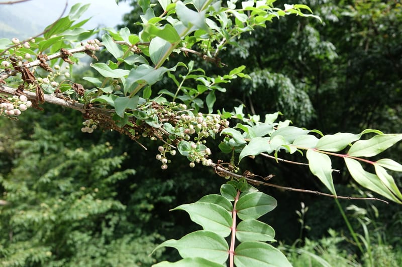 Coriaria japonica, Tseng Yu-Hsin 1320--Taiwan. SW of Nanshan on highway 7. 20 May 2016. DSC03339 (151).JPG