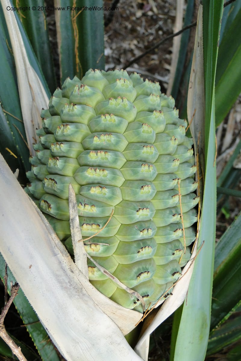 Pandanus decumbens, M. Callmander 978--New Caledonia. Mine St. Louis Boulinda. 18 Feb 2011. 052 (7).jpg