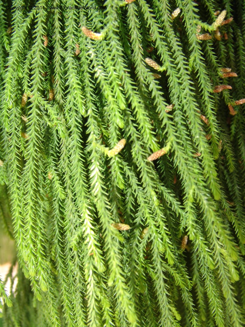 Dacrydium cupressinum--CA. Mendocino Co. Mendocino Coast Bot. Garden. 25 Jun 06. 122.jpg