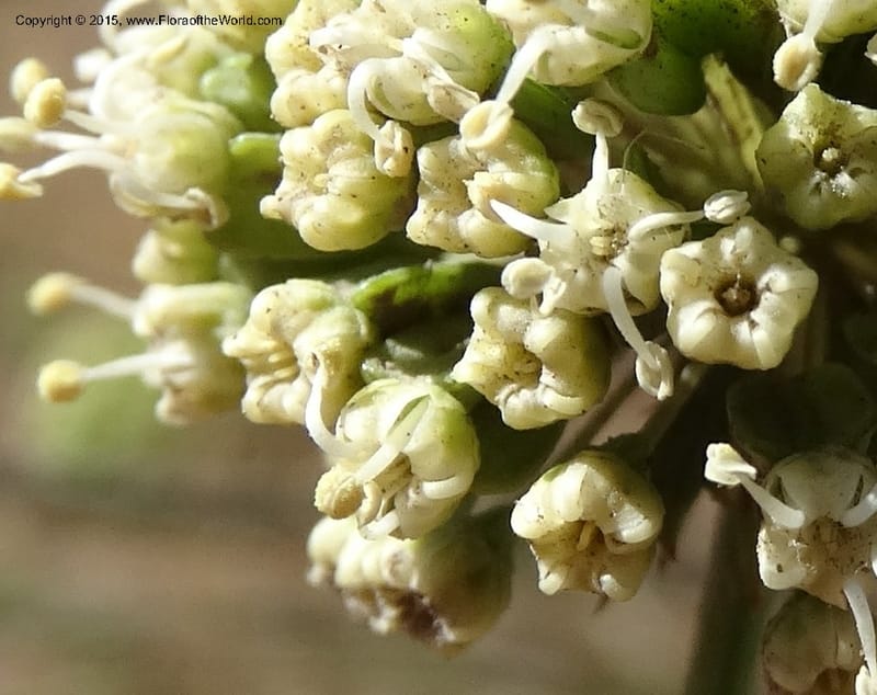 Asteriscium chilensis, Davidson, C 12819--Chile. Ruta J-55 east of Talca. 27 Nov 2014. DSC08479 (62).JPG