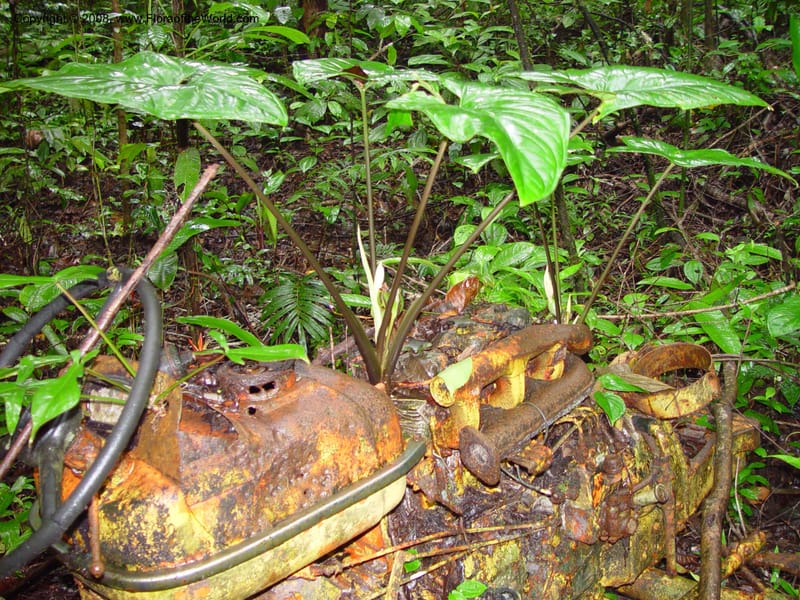Xanthosoma grenvillei, not coll.--Fr. Guiana. Tresor Res. Nat. Type local. 12 Mch 02. 002.jpg