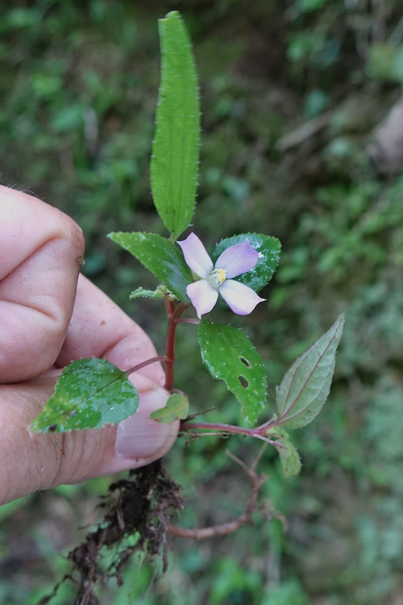 Sarcopyramis napalensis, Tseng Yu-Hsin 1342--Taiwan. Xitou Nature Education Area. Giant Tree Logging Rd. 22 May 2016. DSC03924 (266).JPG
