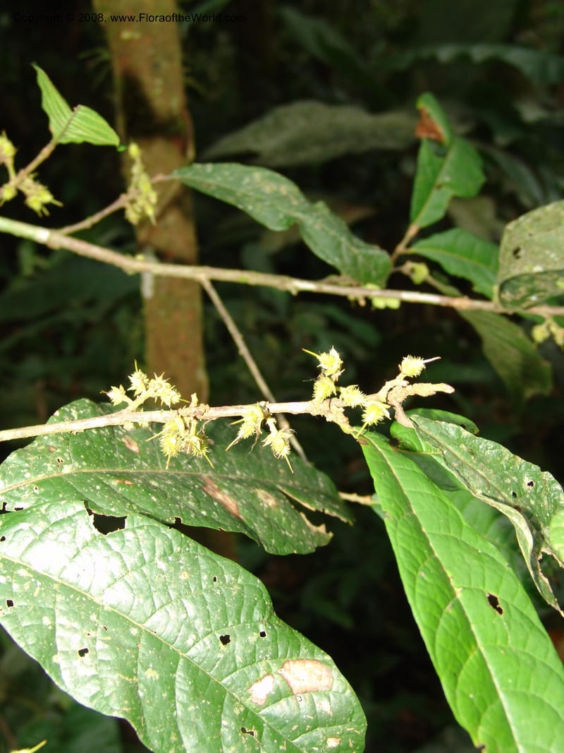 Sloania, RVasquez32999--Peru. Pillcopata. Qbda Pini Pini. 29 Oct 07. 598.jpg