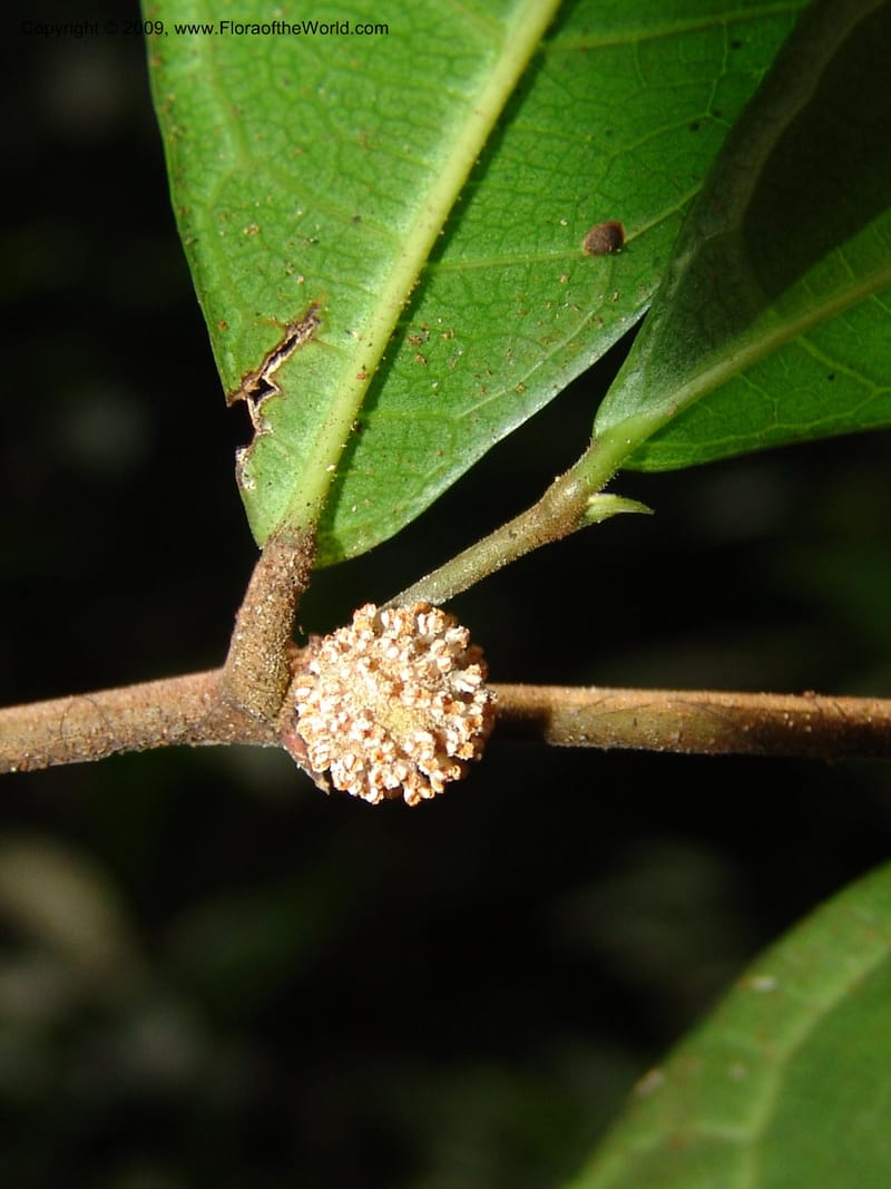 Treculia, G. Walters 1622--Gabon. Prov. Estuaire. Mondah Forest. 15 Apr 06. 177.jpg