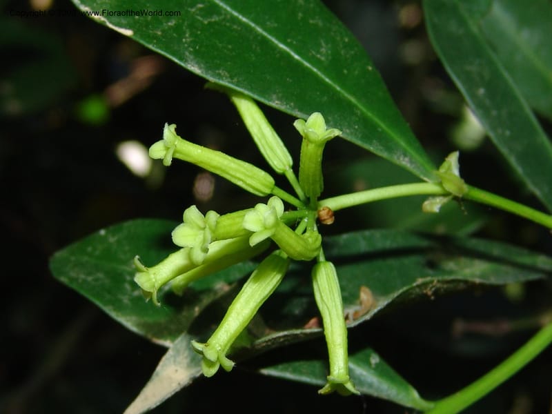 Peddiea africana--So.Africa. KZN. Scottburgh, S of Durban. 12 Mch 05. 004.jpg