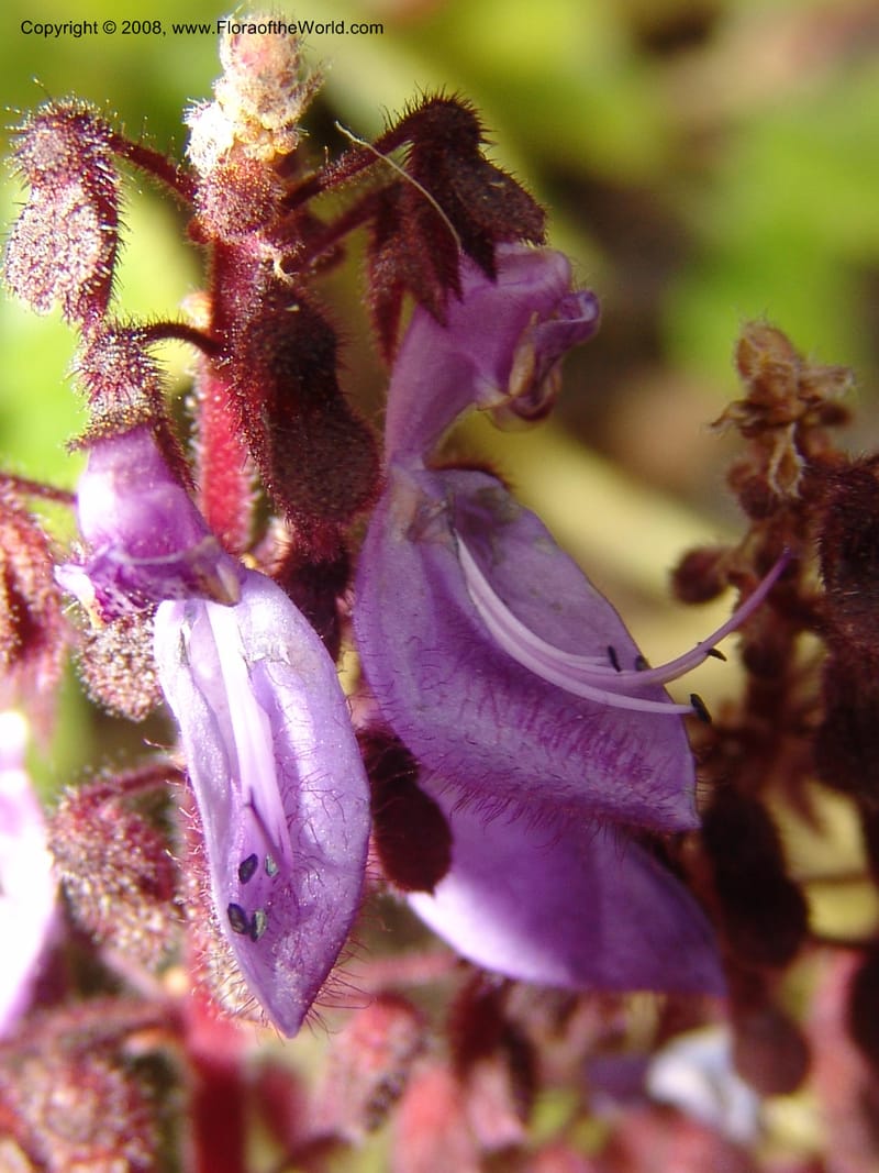 Plectranthus lanuginosus, 74.0330--CA. UC Berkeley Bot. Garden. 8 Dec 06. 056.jpg