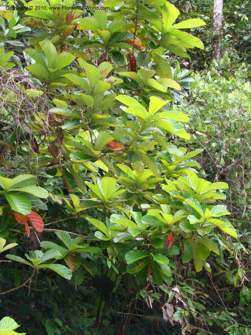 Ocotea valerioides, B. Hammel 24650--Costa Rica. Prov. Limon. Selva Bananito Lodge. 12 Apr 08. 267 (16).jpg