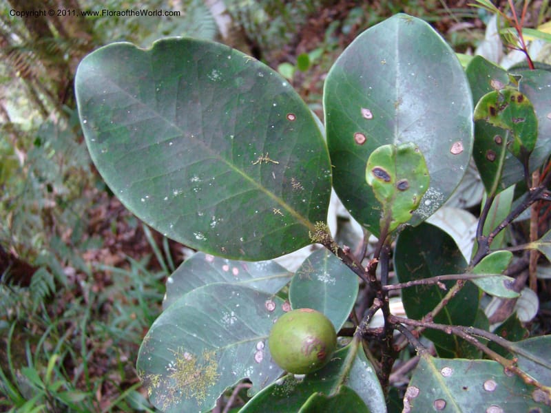 Endiandra,  Munzinger, J 4848--New Caledonia,  Dogny, 19 Nov 2007,  114 (1).jpg