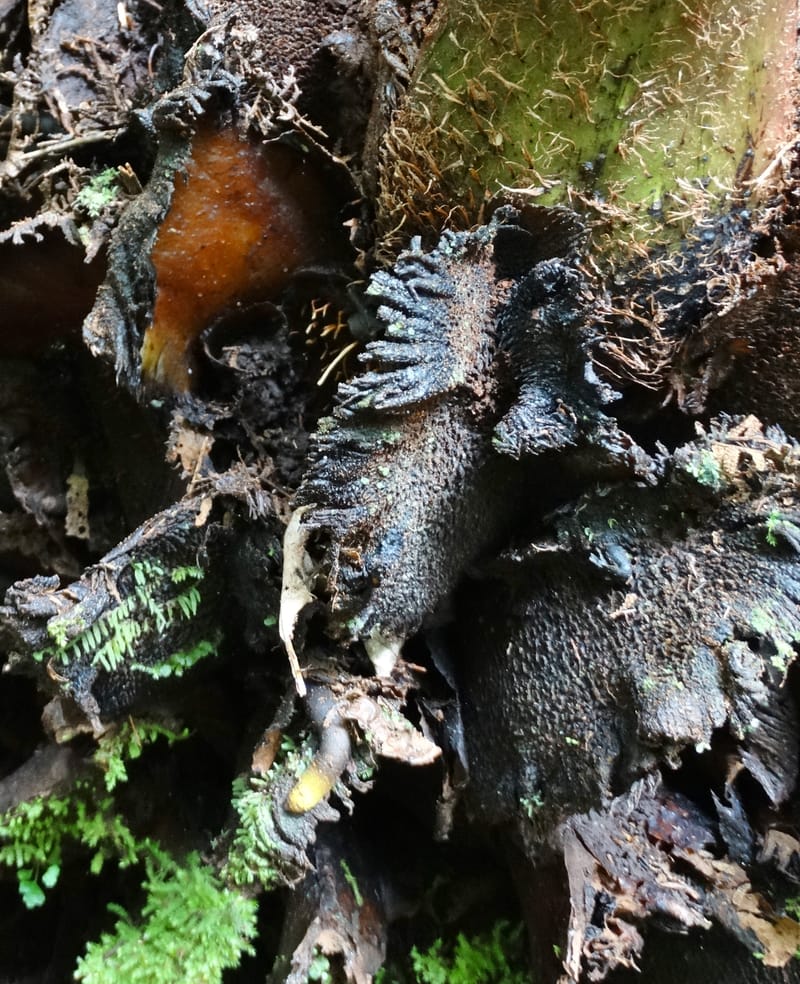 Angiopteris, Munzinger, J 7403--New Caledonia. Haute Robinson. 11 Nov. 2015. DSC00909 (315).JPG