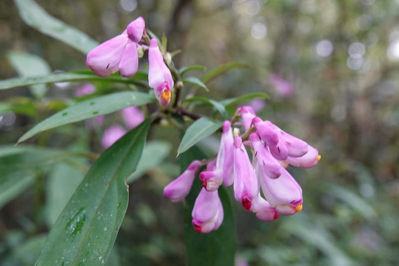 Polygala karensium, D. Boufford 44124--China. Yunnan. Da Wei Shan. 2 May 2018. DSC01093 (22).JPG