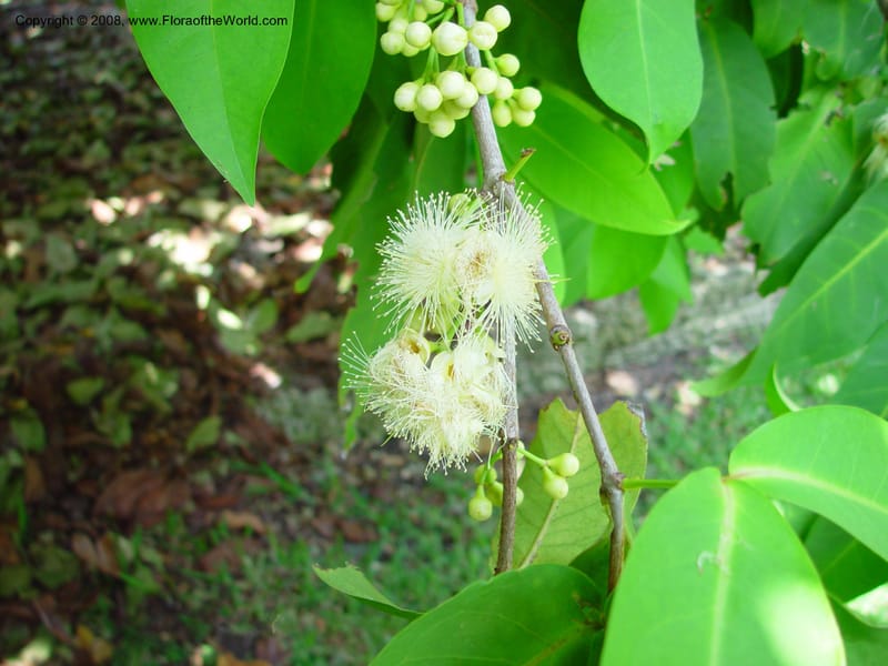 Syzygium samarangense--FL. Fairchild Tropical Gard. 6 Apr 03. 293.jpg