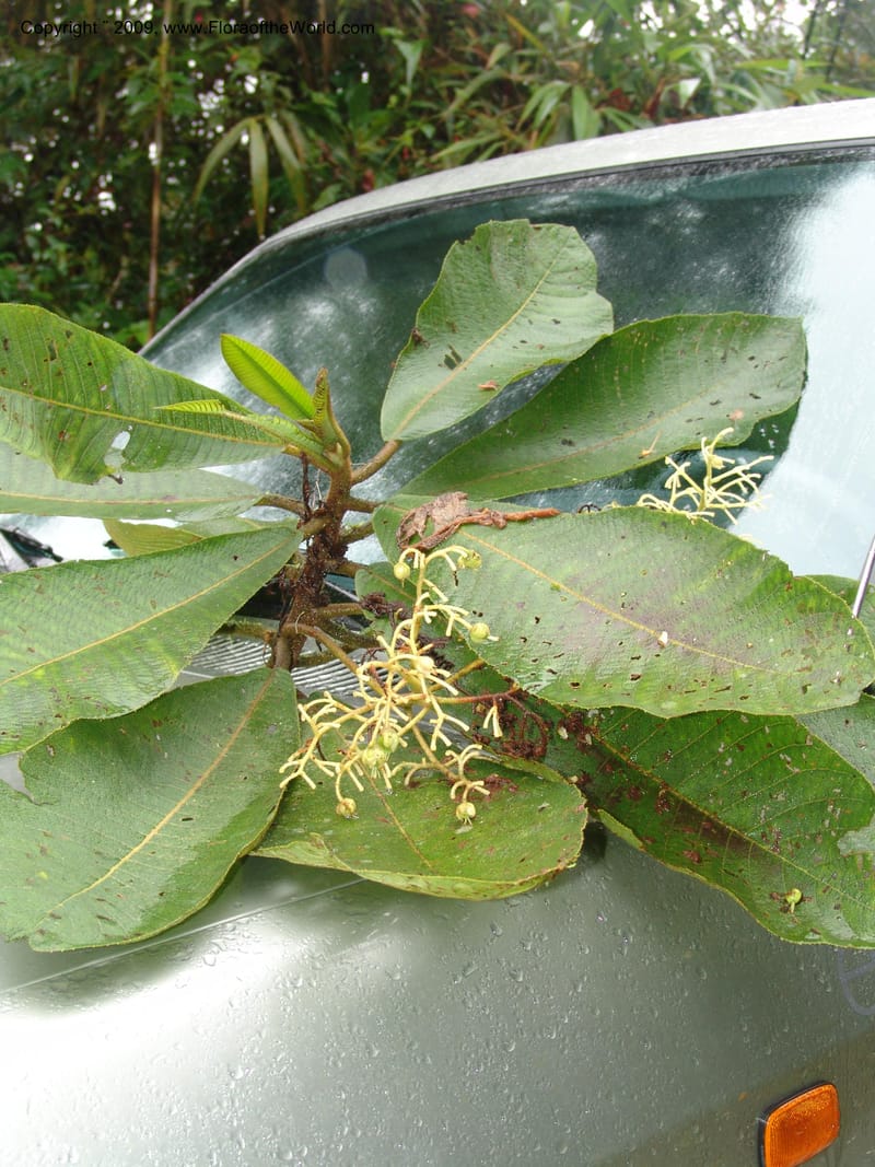 Saurauia, Croat94636--Ecuador. Prov. Pichincha. Reserva Bellavista. 14 Feb 05. 232.jpg