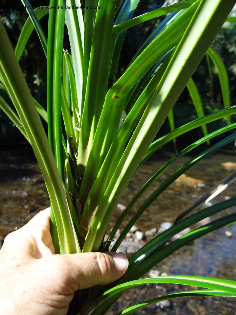 Pandanus discostigma, Callmander 1033--Malaysia. Sabah. Tahan Niaga Plantation. 8 Apr 2012. DSC07609 (36).JPG