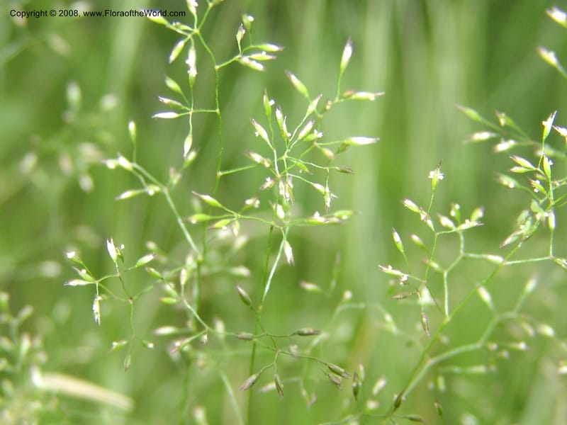 Agrostis scabra, CDavidson11119--ID. Adams Co. For. Serv. Rd. 453, to Goose Lk. 20 Jul 07. 230.jpg