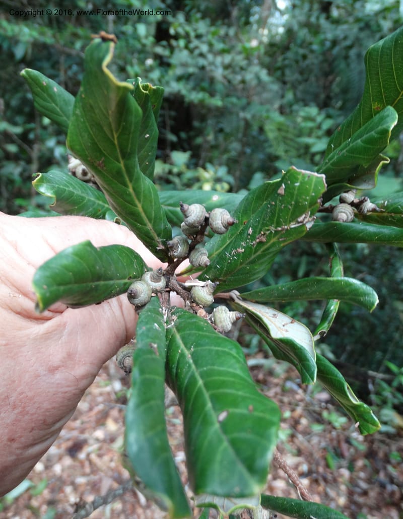 Lithocarpus, Davidson, C 12741--Sabah. Mt. Kinabalu. Bundu Tuhan Trail. 11 Oct 2014. DSC04153 (155).JPG