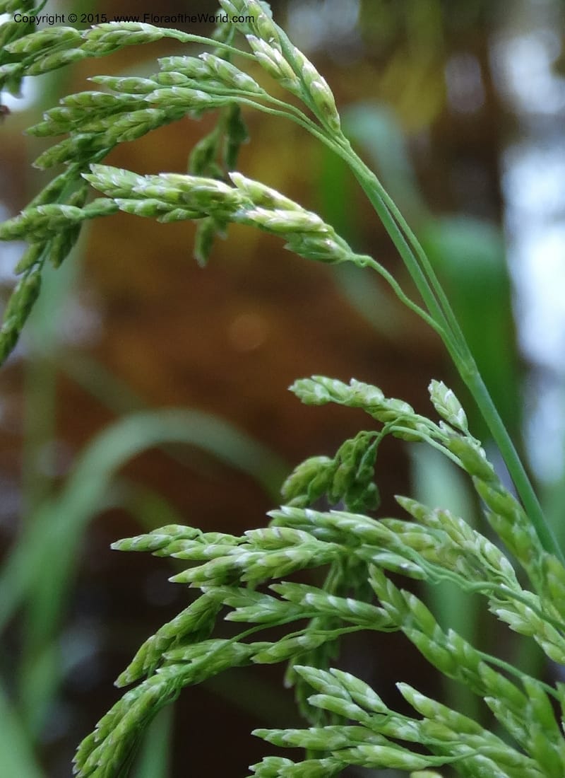 Torreyochloa pallida var. pauciflora, Davidson, C 12609--Idaho. Valley Co. Payette Lake. Sylvan Cr. 20 Jul 2014. DSC00669 (45).JPG