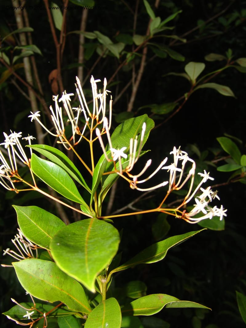 Ixora, ZRogers899--Madagascar. Prov. Toliar. Mandena Centr. Res Ecol. 19 Jan 06. 276.jpg