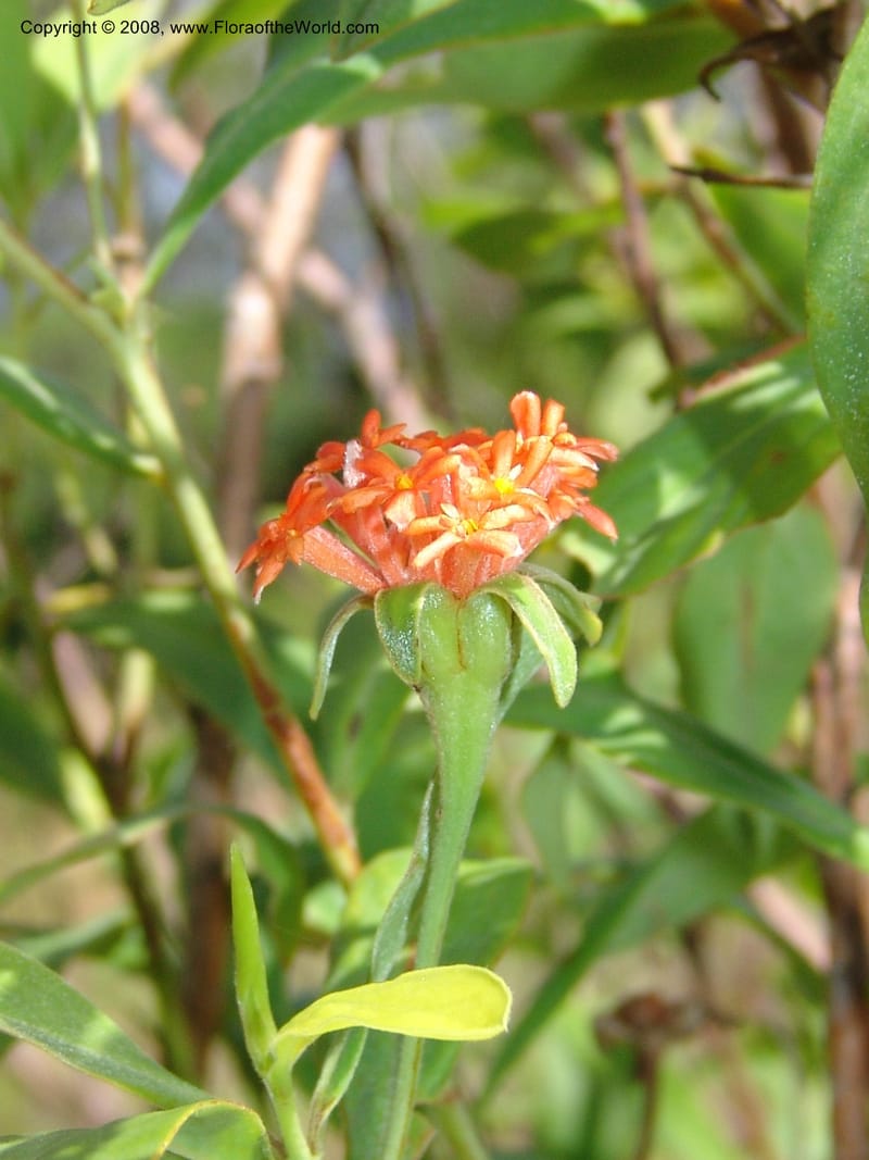 Gnidia daphnifolia, Z.Rogers954--Madag. Prov.Toliara. Belavenoky, Rd Tolinaro-Ste. Luce. 23 Jan 06. 015.jpg