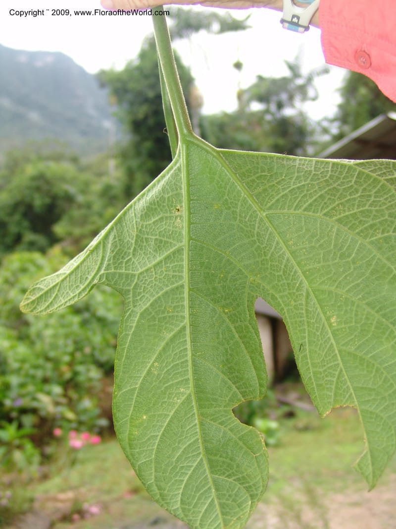 Gurania, DNeill15723--Ecuador. Prov. Zamora Ch. Rio Nangaritza ca Las Orquideas. 15 Sep 07. 389.jpg