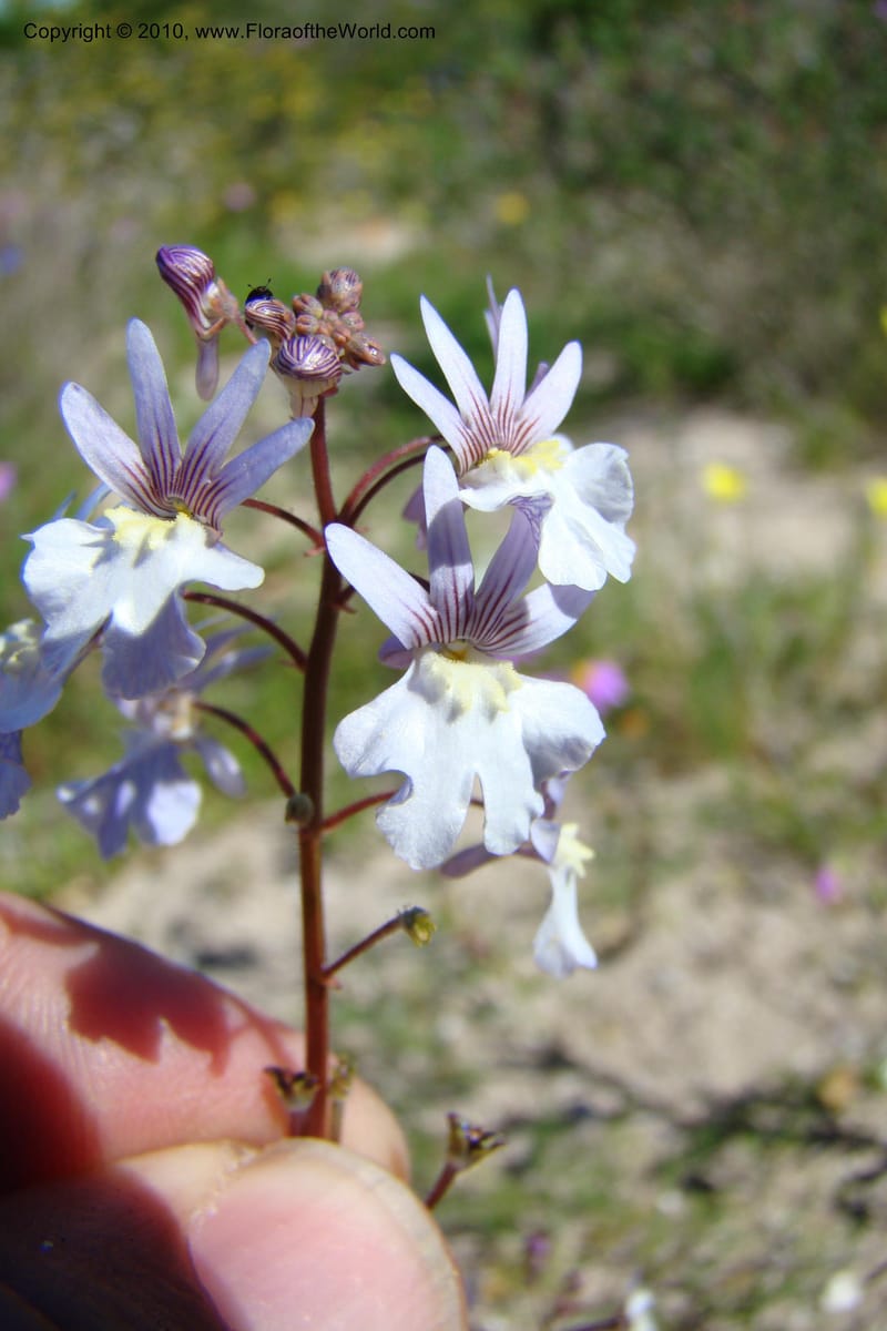 Nemesia bicornis, C. Davidson 11505--South Africa. Western Cape. R27, 5 km N of Velddrif. 24 Aug 09. 046 (5).jpg