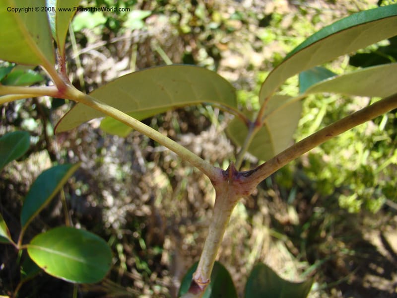 Geissois, JMunzinger4673--N.Caled. Dumbea Dam, Dumbea Riv, S of Noumea. 11 Nov 07. 126.jpg