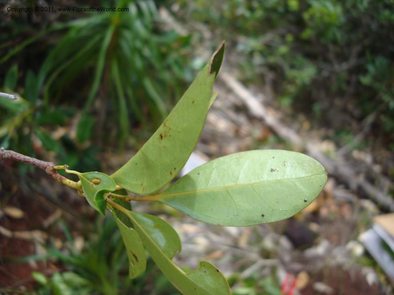 Hedycarya, Munzinger, J 4806--New Caledonia, Prov du Nord, Plateau de Poro, 16 Nov 2007  (9).jpg