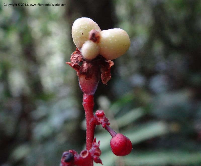 Lepisanthes, Buerki, S 327--Malaysia, Sabah. Mt. Kinabalu. 5 Apr 2012. DSC06767 (172).JPG