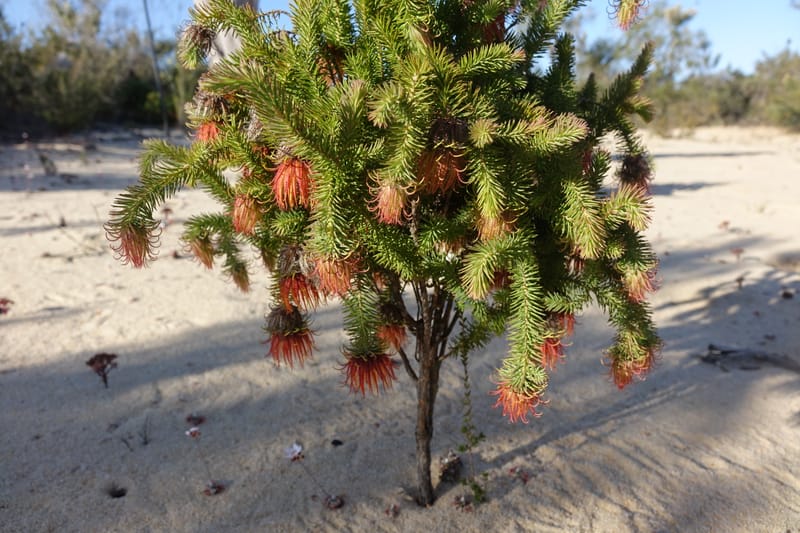 Darwinia, Davidson, C 13419A--Australia. W.A. Tootbardie Rd.-Coorow Rd. 23 Oct 2016. DSC04758 (25).JPG